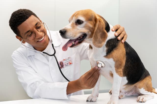 Veterinário